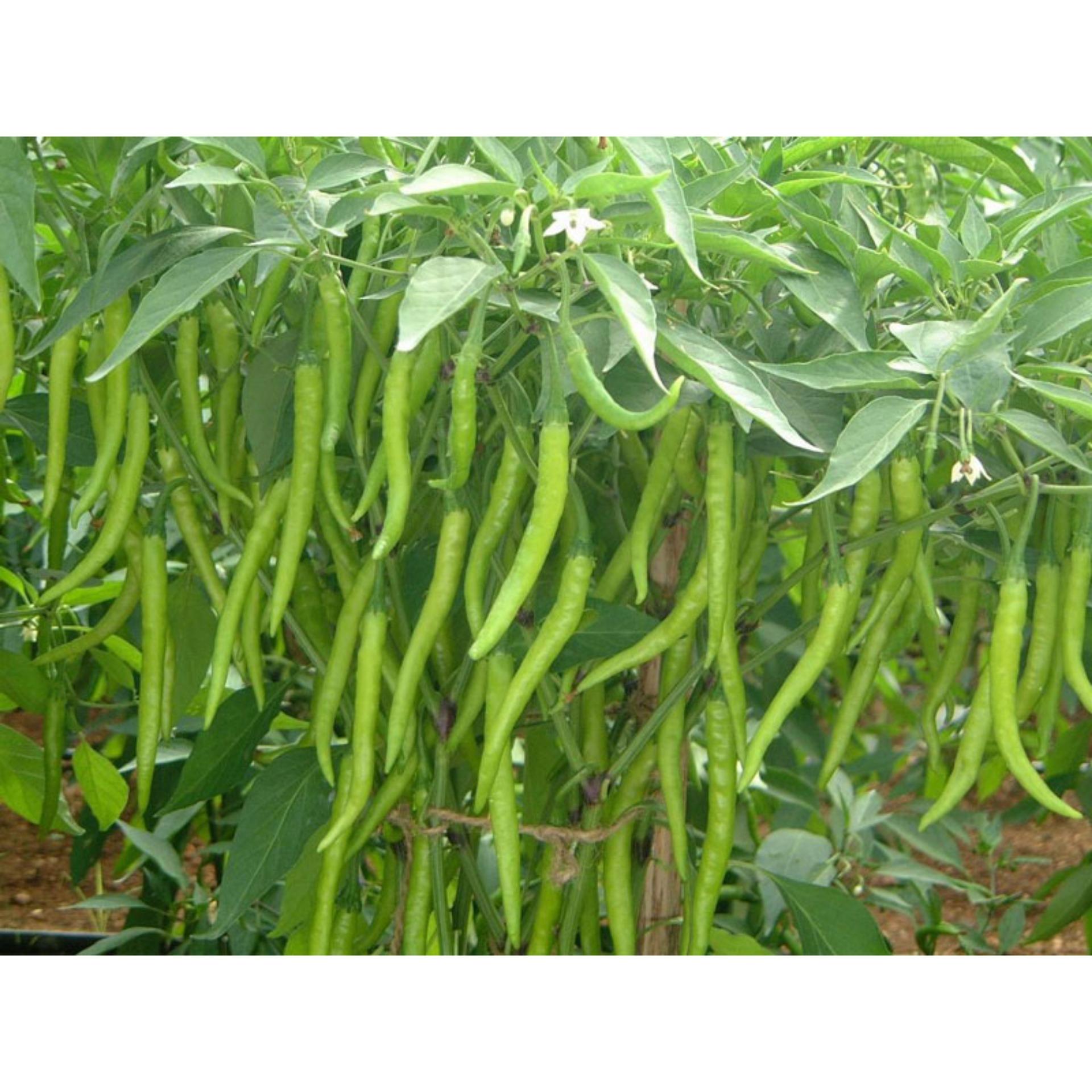 Hạt giống Ớt chỉ đậu đũa