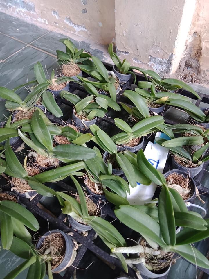 Lan giống Đai Châu Thái (combo 6 cốc 6 màu)