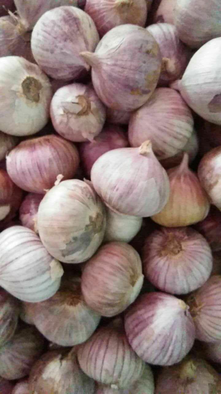Tỏi cô đơn 1kg