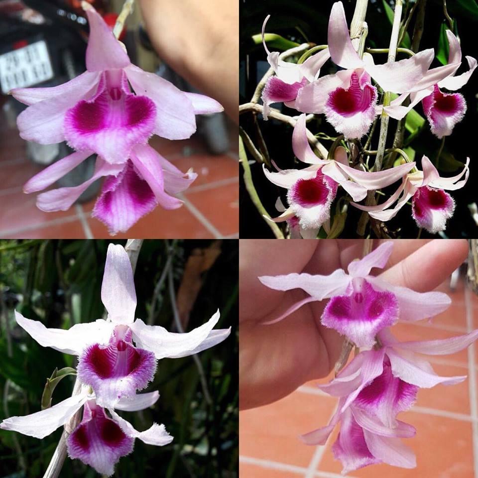 Phi điệp tím nhân kie nhiều vùng miền