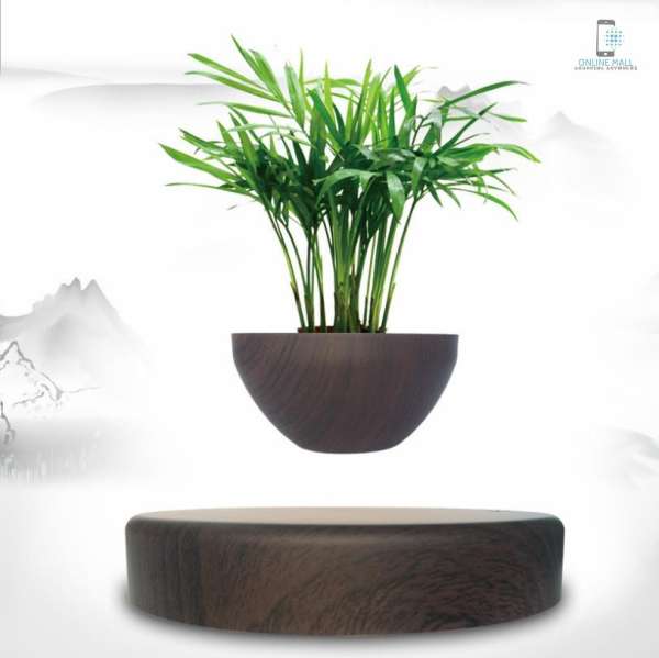 Cây bonsai bay lơ lửng vân gỗ Đen - Online Mall