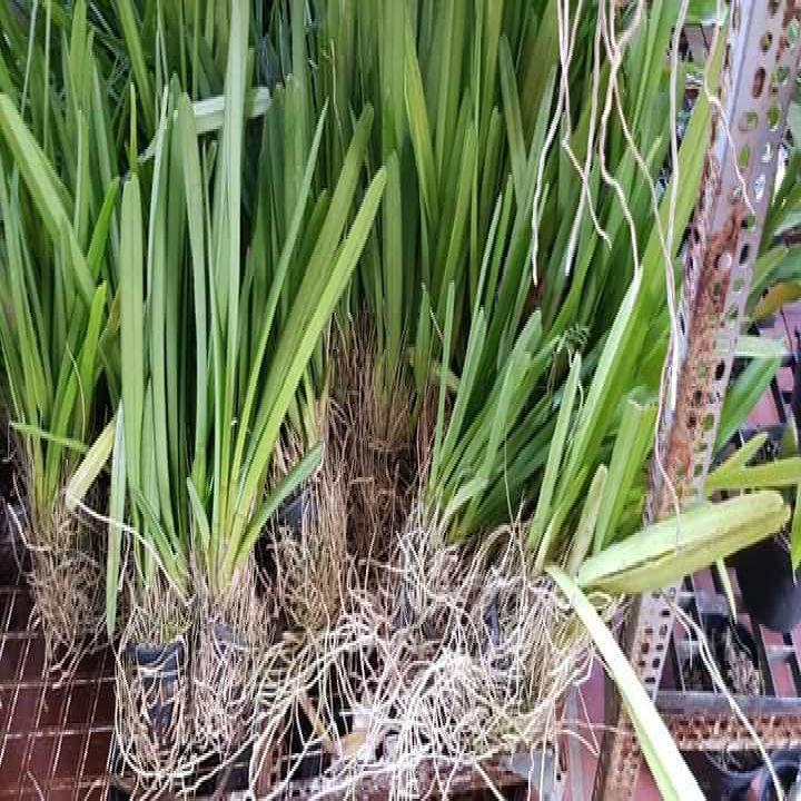 HOA LAN KIẾM ĐỎ VIỀN VÀNG BỤI LỚN NHIỀU THÂN