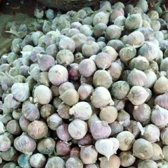 Tỏi cô đơn 1kg