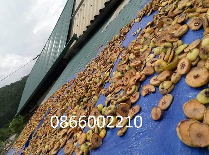 TÁO MÈO KHÔ YÊN BÁI LOẠI 1
