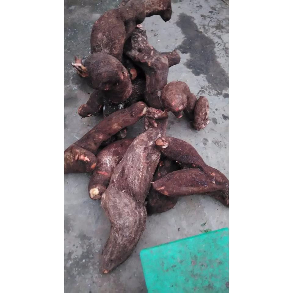 Tầm gửi nghiến rừng 500g khô