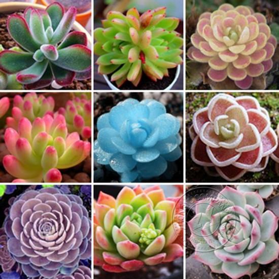 Hạt giống Sen đá Kim cương (gói 20 hạt)