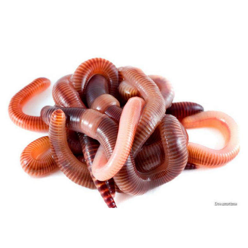 Chai Dịch Trùn Quế Đậm Đặc Eel Q Cho Lươn, Cá và BaBa ( 1 LÍT )