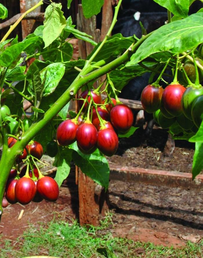 Hạt Giống Cà Chua Thân Gỗ, Túi 10 Hạt.