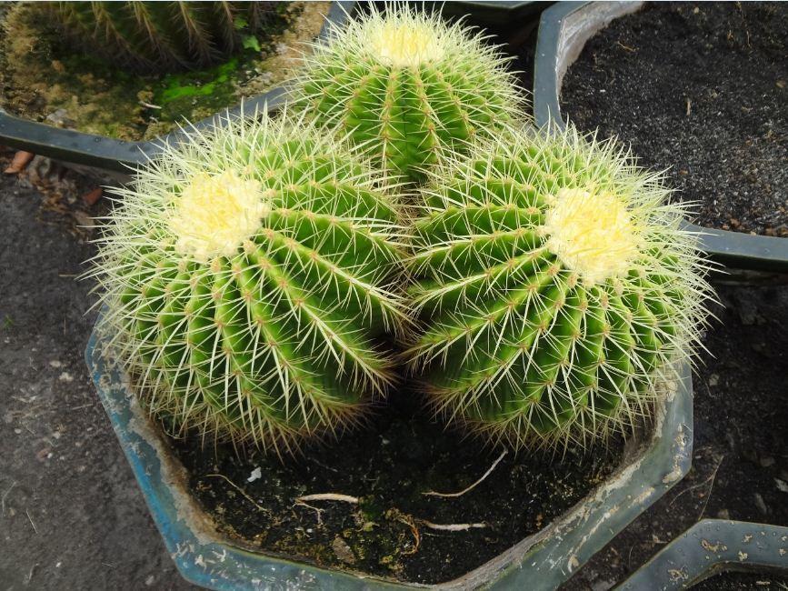 Hạt giống cây xương rồng kim hổ ( 1 gói 20 hạt )