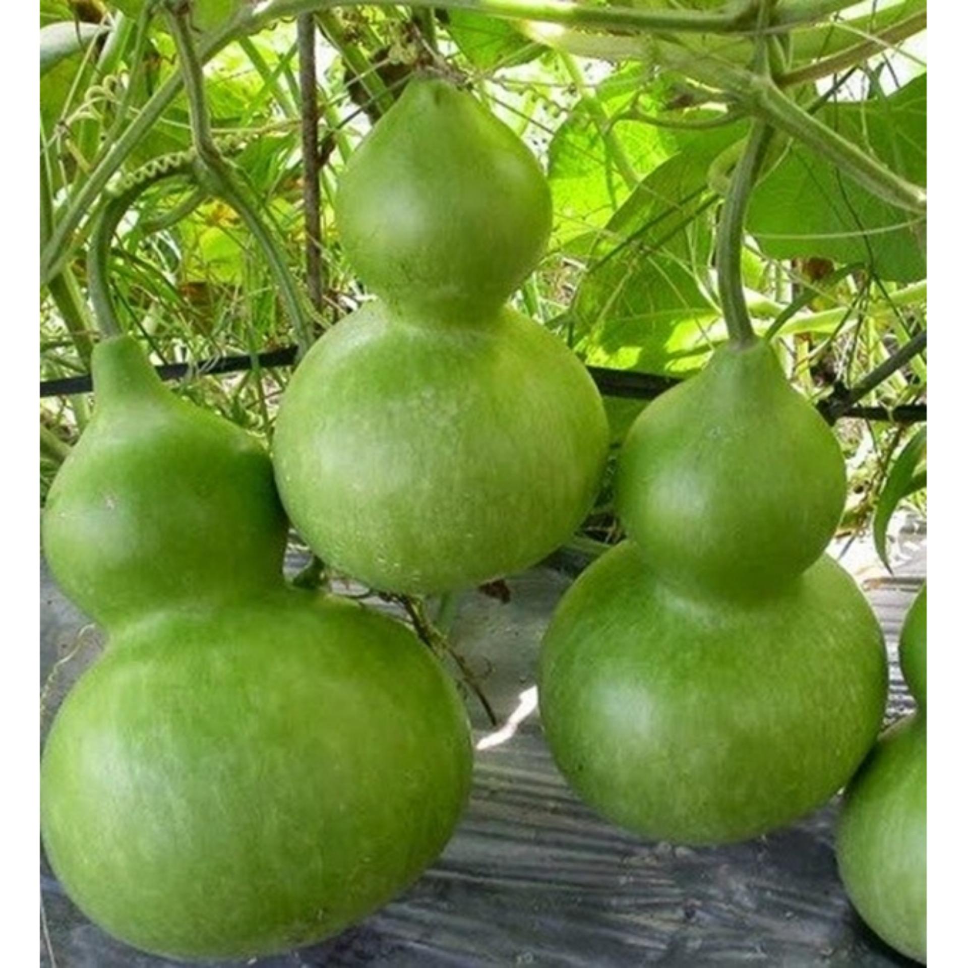 Hạt giống BẦU HỒ LÔ CAO SẢN