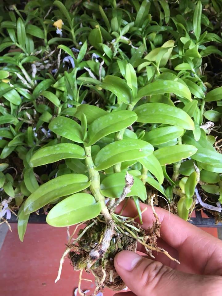 TRẦM RỒNG ĐỎ CÂY GIỐNG