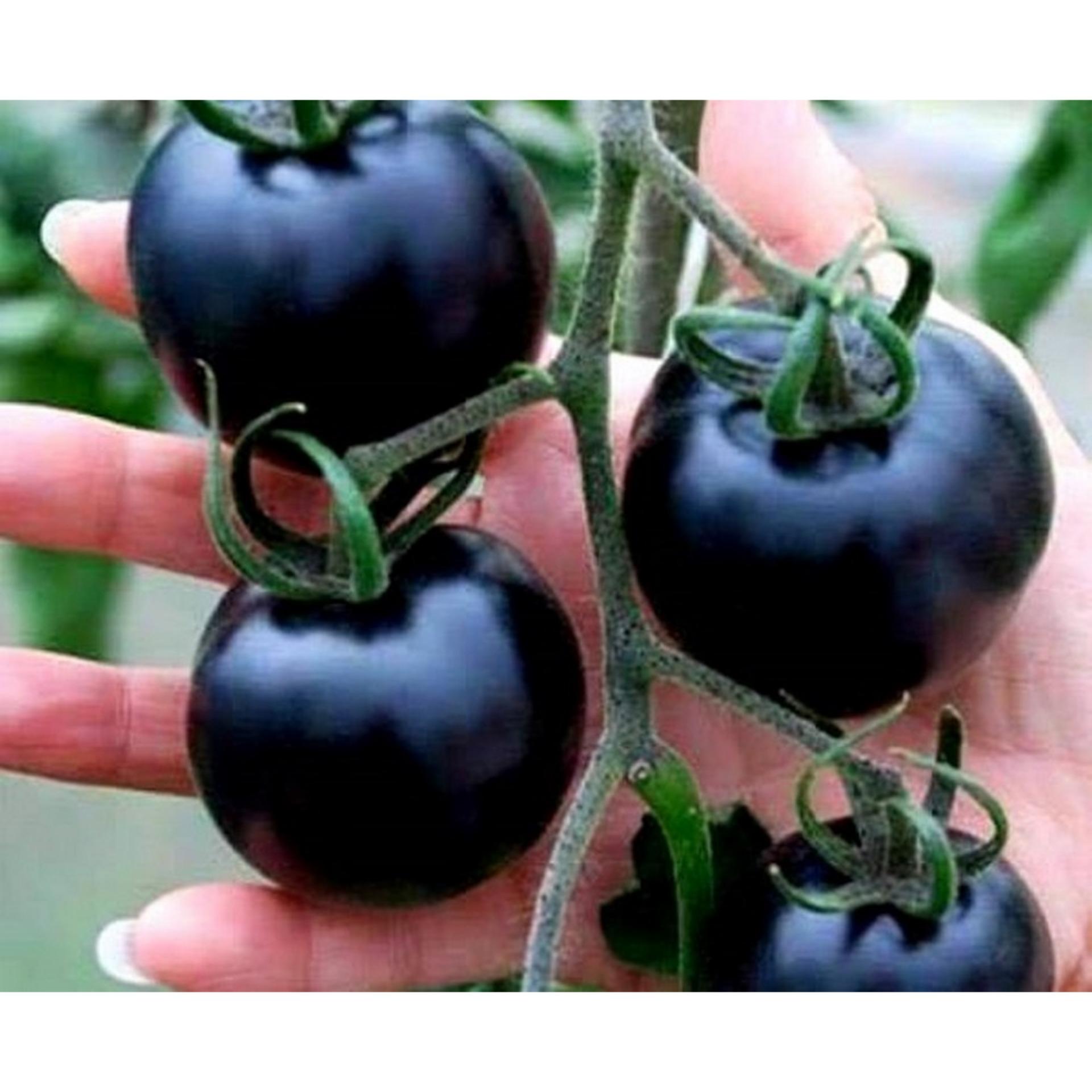 Hạt giống Cà chua đen INDIGO F1 (Lucky)