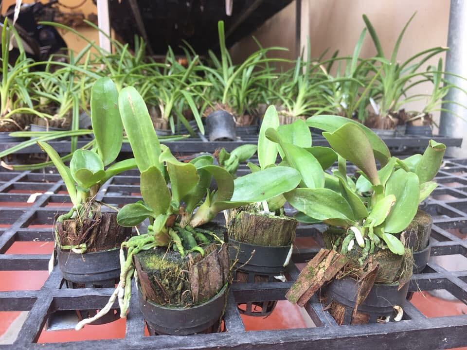 Catlya hàng giống nhiều màu( combo 3 chậu 3 màu)