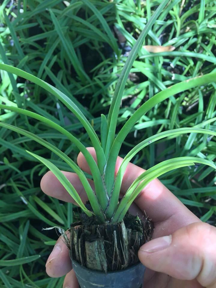Kiếm đỏ (xích ngọc) hàng giống