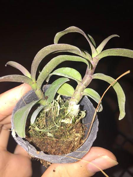 DÃ HẠC CHÂU NHƯ LƯỠI ĐẬM