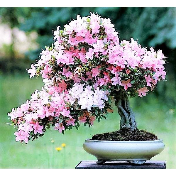 [HCM]Hạt Giống Hoa Đỗ Quyên Mix (Geranium) Đức - KLT 10 hạt
