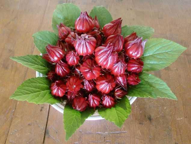 Hạt giống hoa atiso đỏ