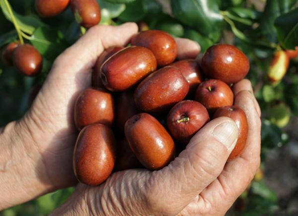 Táo đỏ khô 100g loại 1