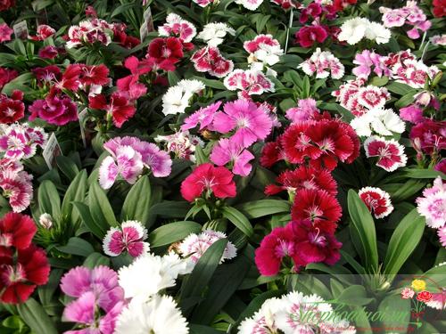 Gói 100 Hạt giống hoa Cẩm Chướng Mix (tặng gói kích nẩy mầm và hướng dẫn)
