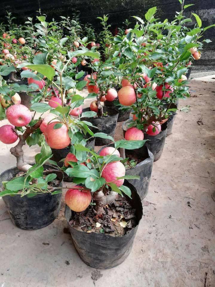 Bộ 2 gói hạt giống táo đỏ lùn (15 hạt/gói)