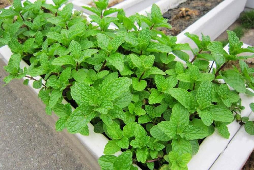 Hạt giống Húng Bạc Hà Ta ( Húng Lủi)-0.1gr