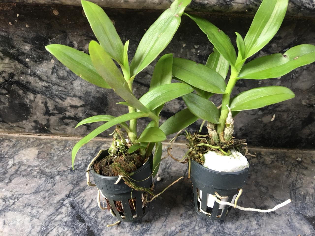 Phi điệp lai  giống(combo 4 cốc 4 màu )