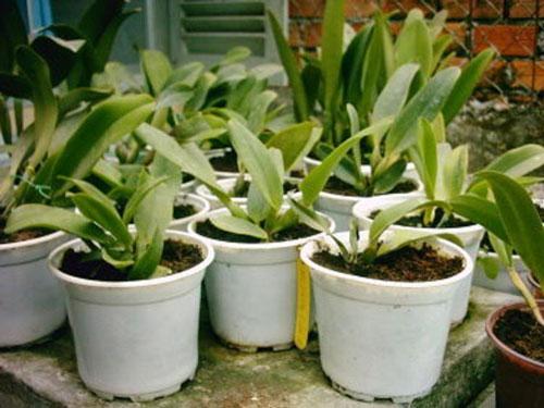 Rêu rừng trồng phong lan (2dm3/túi)