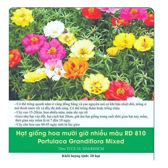 [HCM]Hoa Mười Giờ Nhiều Màu Hà Lan RD810