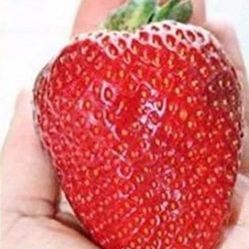 Hạt Giống Dâu Tây Khổng Lồ Loại Rất Tốt. Túi 50 Hạt Giá Khuyến Mại