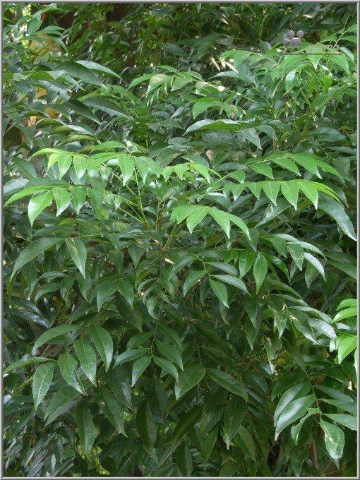 Cây mắc mật giống