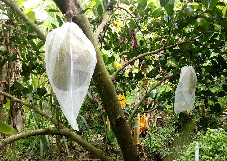 Bao mít 40x50cm vải mùng 100 cái