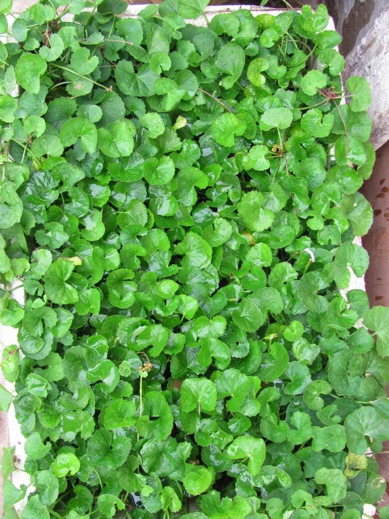 [HCM]Hạt giống RAU MÁ  PN 58  -KLT 1GRAM .