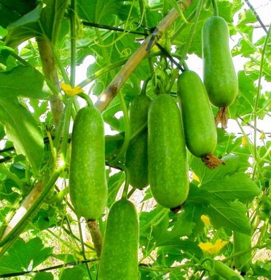 Hạt giống bí đao chanh lai F1