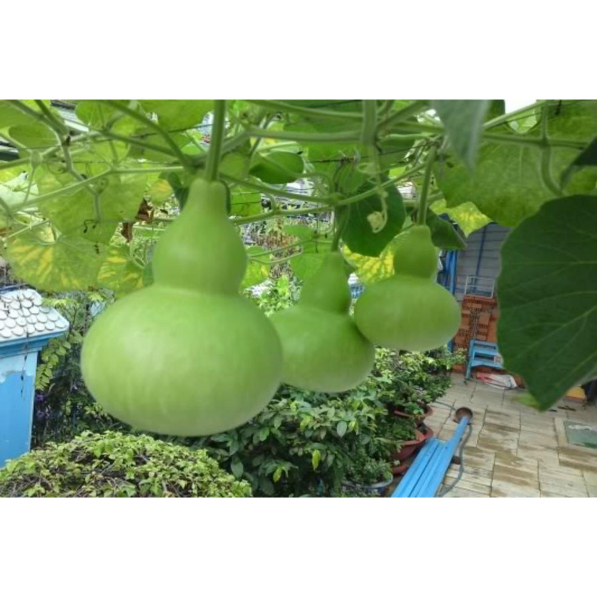 Hạt giống BẦU HỒ LÔ CAO SẢN