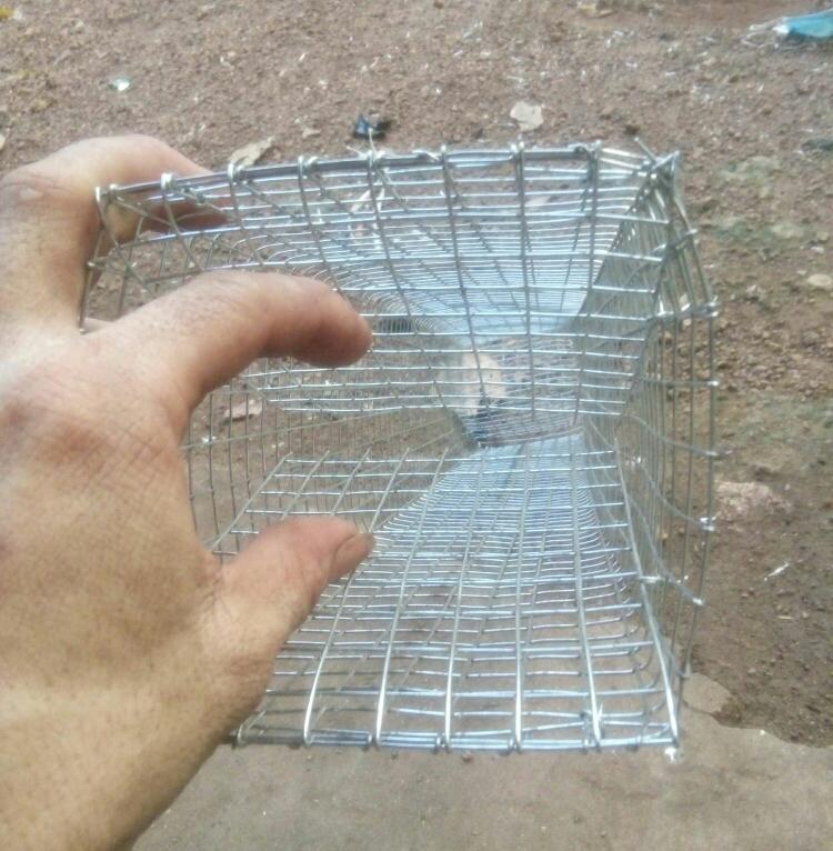 Lồng bẫy rắn 2 hom loại dài 74cm