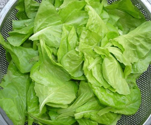 Hạt giống Xà lách baby (10g)