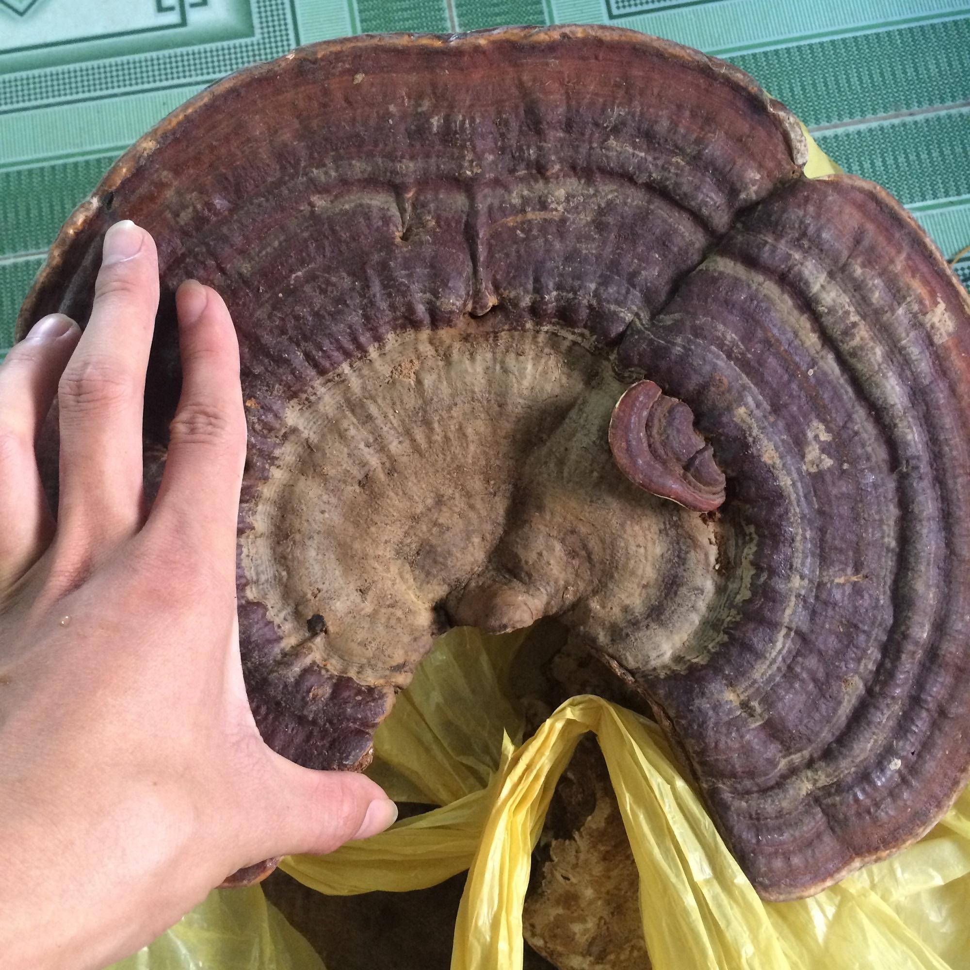 Nấm Linh chi rừng 500g khô