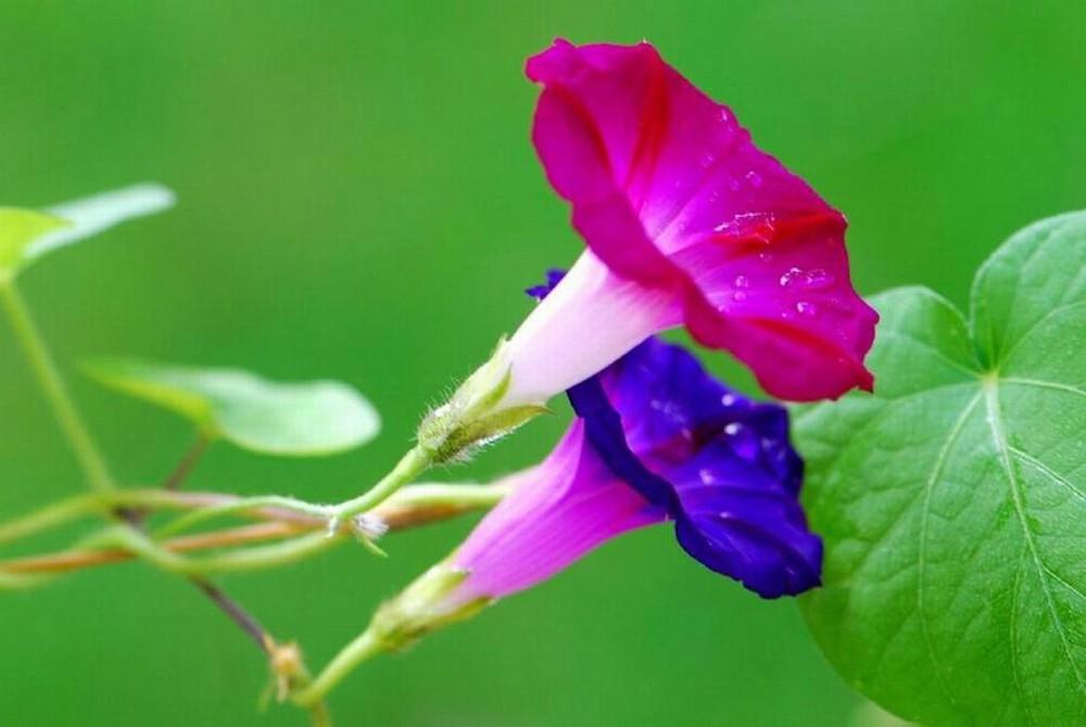 Gói 50 Hạt giống hoa Bìm Bìm mix (tặng gói kích nẩy mầm và hướng dẫn)