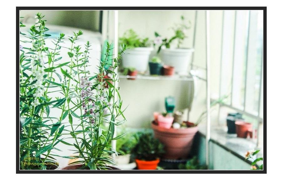 [HCM] Hạt Giống Hoa Ngọc Hân  Nhiều Màu   - KLT 20 hạt