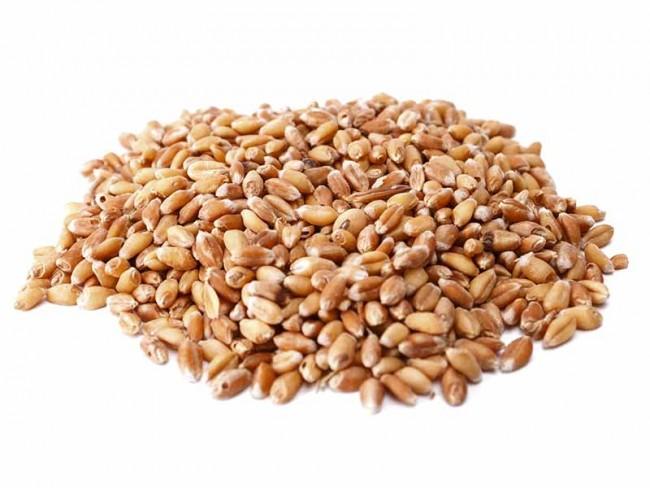 Hạt giống cỏ lúa mì Lúa mạch Hà Lan 500g