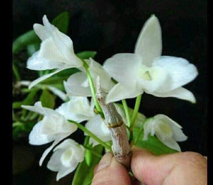 Trầm trắng bảng