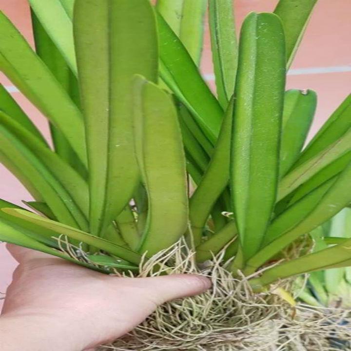 HOA LAN KIẾM ĐỎ VIỀN VÀNG BỤI LỚN NHIỀU THÂN