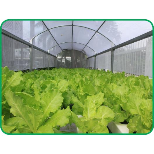 Bộ thùng thủy canh trồng RAU ĂN LÁ - Growbox Leafy