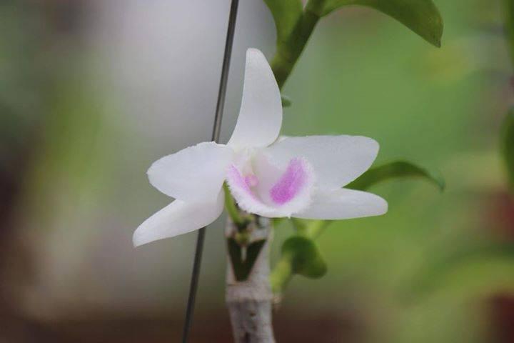 5ct hải dương
