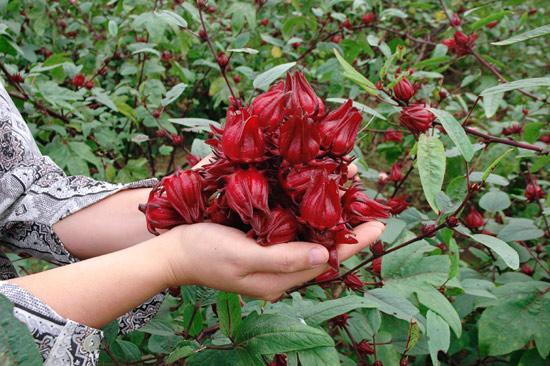 Gói 10 Hạt giống Atiso Đỏ (tặng gói kích nẩy mầm và hướng dẫn)