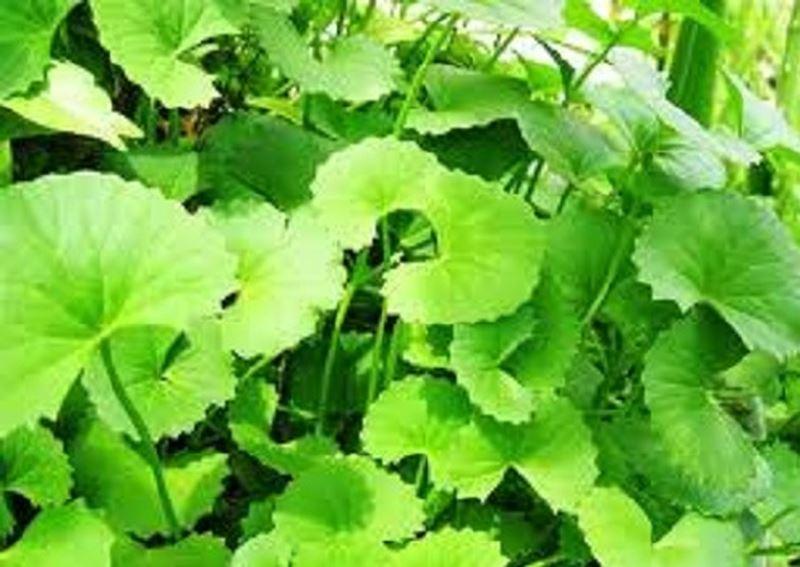 2 gói Hạt giống Rau Má lá nhỏ (0.5g/gói)