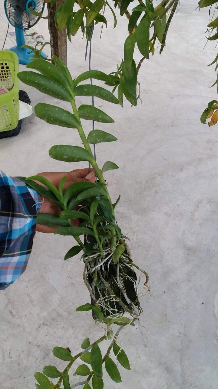 Giả hạc Hawai tím và trắng