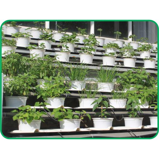 Dinh dưỡng thủy canh rau ăn lá - hydro leafy