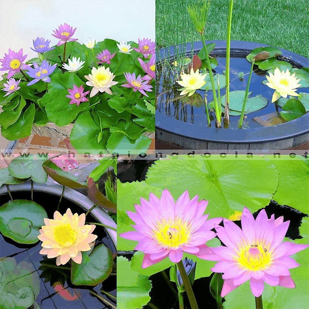 Hạt giống Hoa Sung Thái Mini  nhiều màu   RaDo-847