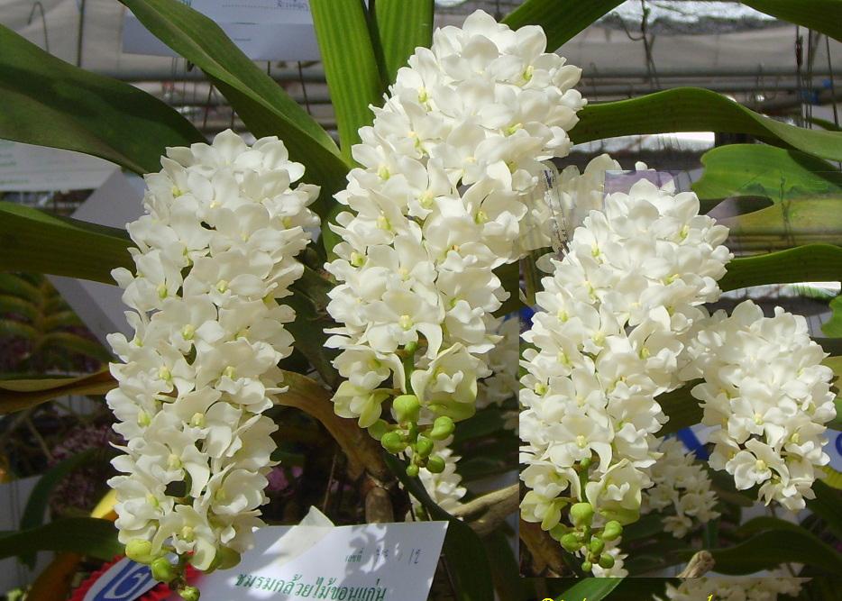 3 packs Package for orchid filter Hai Hai Duong (490g / pack)